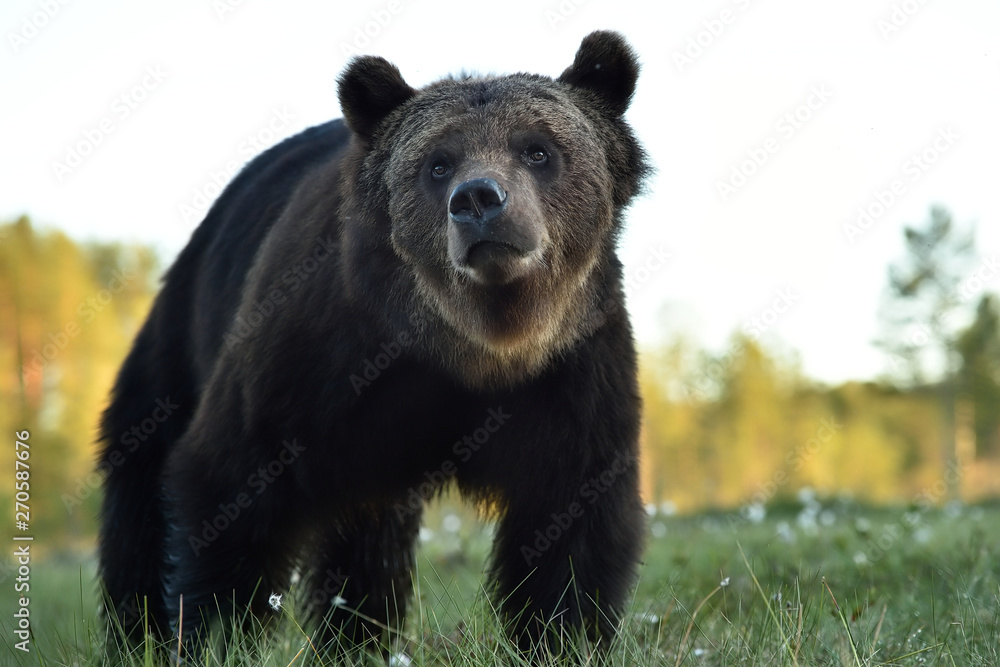 Fototapeta premium Brown bear portrait in summer scenery