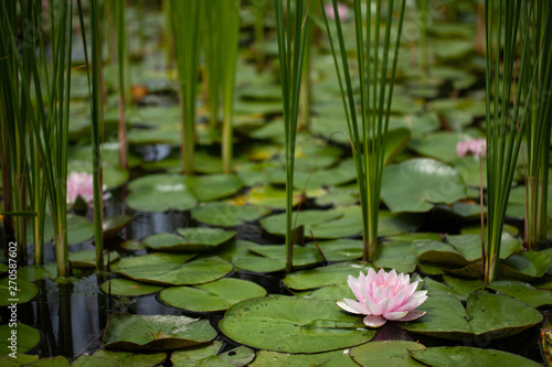 pond with lilies and water lilies. beautiful soft background