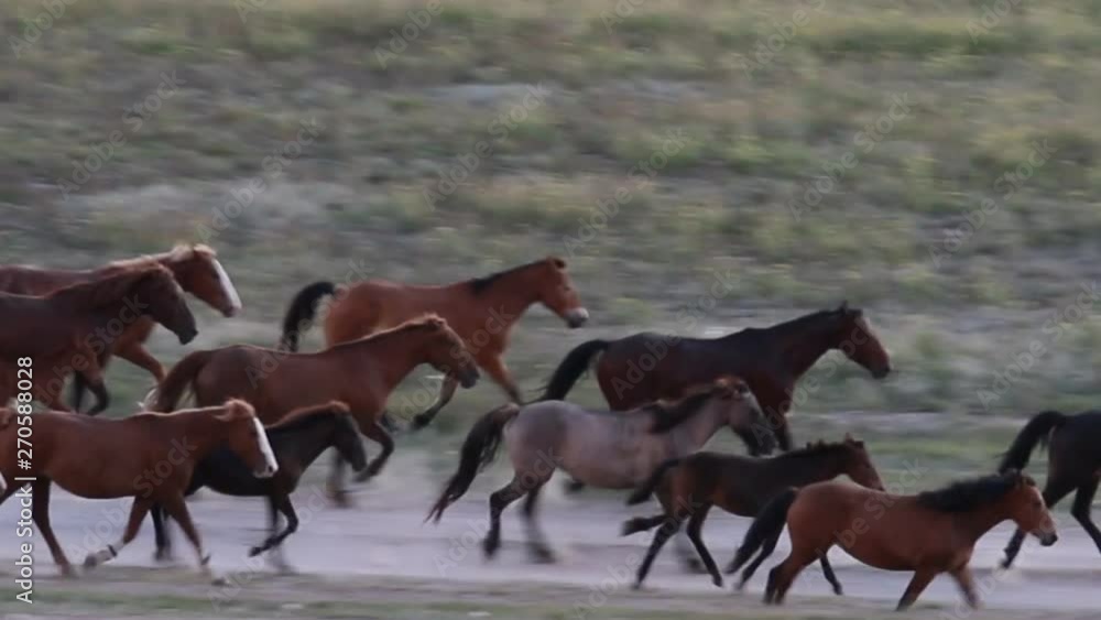 Breeding horses in the Crimea. Horse wrangler distills herd (band of ...