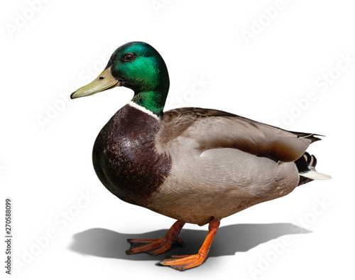 Stampa su tela one beautiful duck isolated on white background