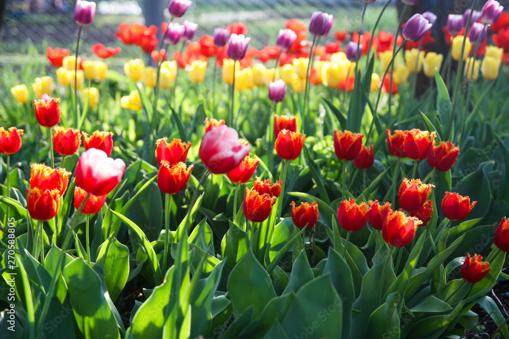Fototapeta premium Beautiful colored tulips in a flowered spring garden on a bright sunny day