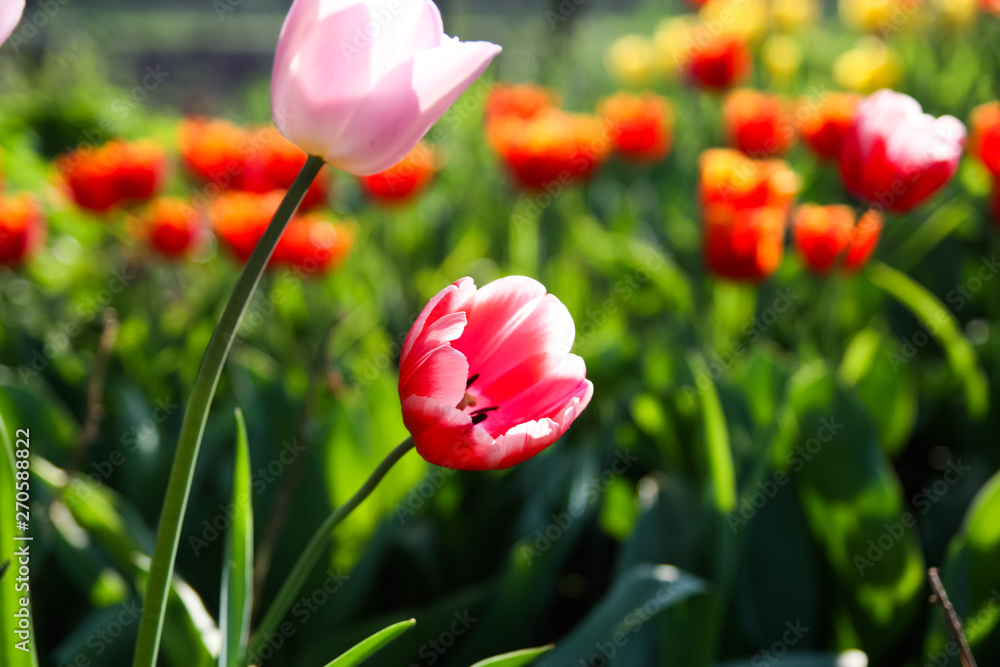 Obraz premium Beautiful colored tulips in a flowered spring garden on a bright sunny day