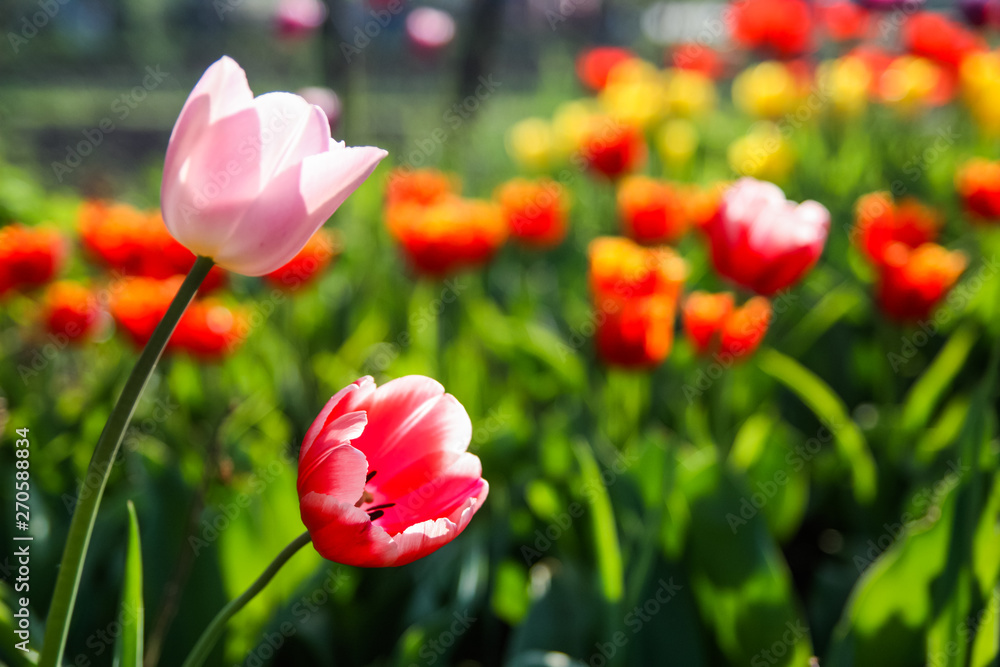 Obraz premium Beautiful colored tulips in a flowered spring garden on a bright sunny day