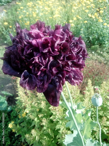 flowered dressing-poppy