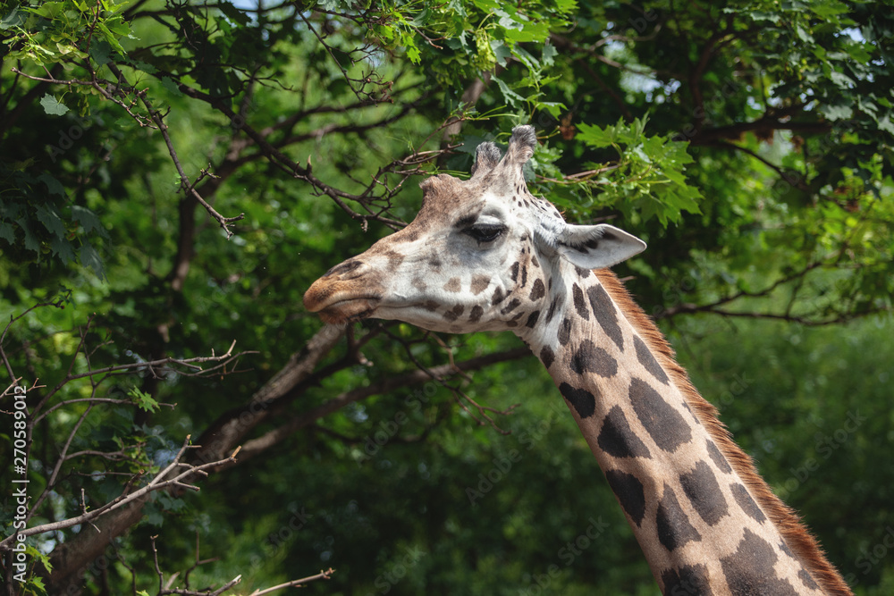 portrait of a giraffe on a background of trees. beautiful animal eating leaves portrait of a giraffe on a background of trees. beautiful animal eating leaves