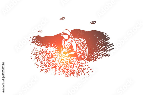 Young woman with basket, faceless plantation worker collecting fresh leaves, agriculture, female farmer harvesting foliage