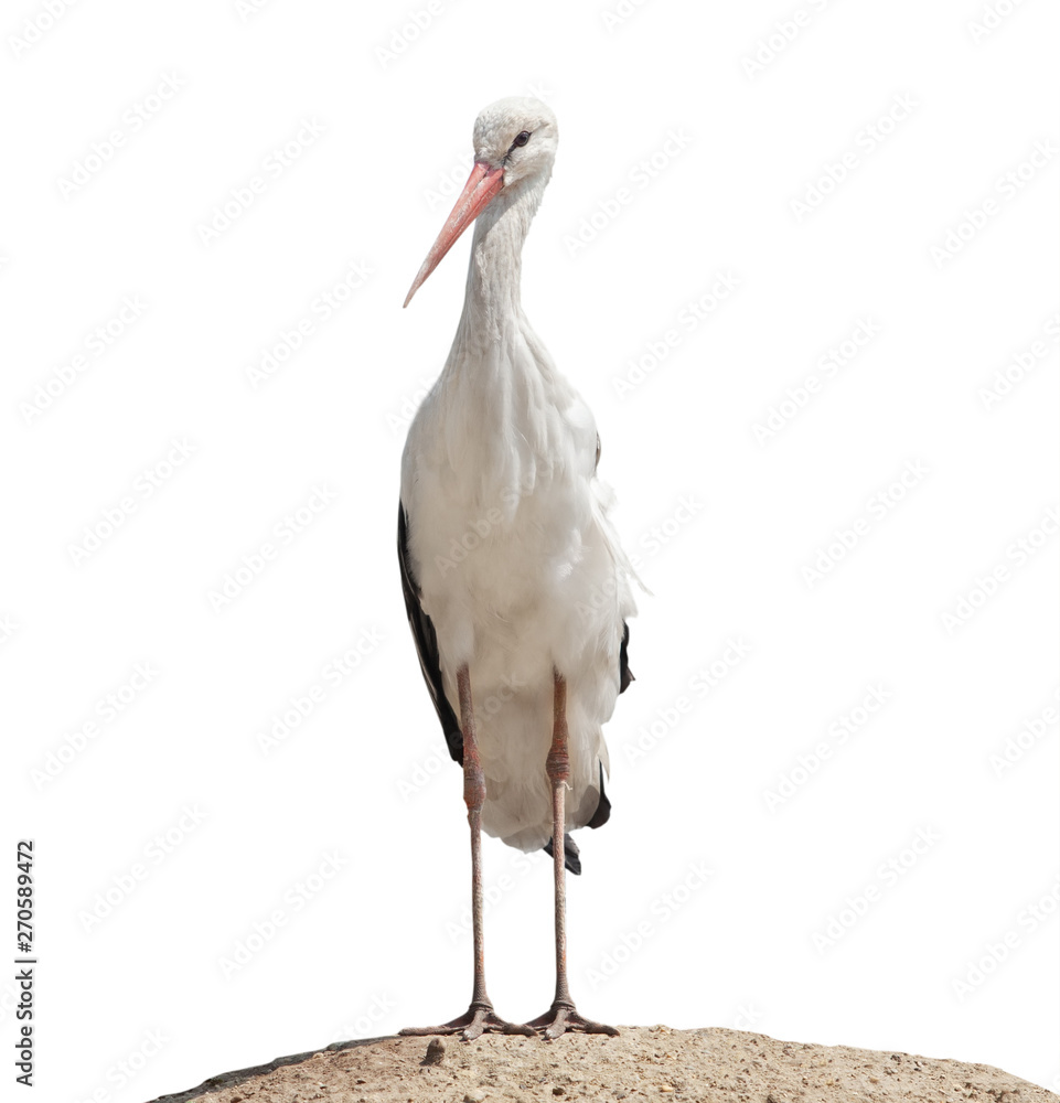 Fototapeta premium An adult white stork stands on a mountain of sand. beautiful wild bird