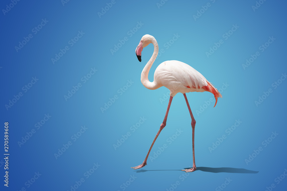 beautiful pink flamingo posing on blue background