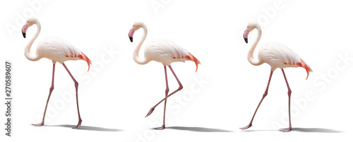 beautiful pink flamingo posing. isolated on white background © coffeemill