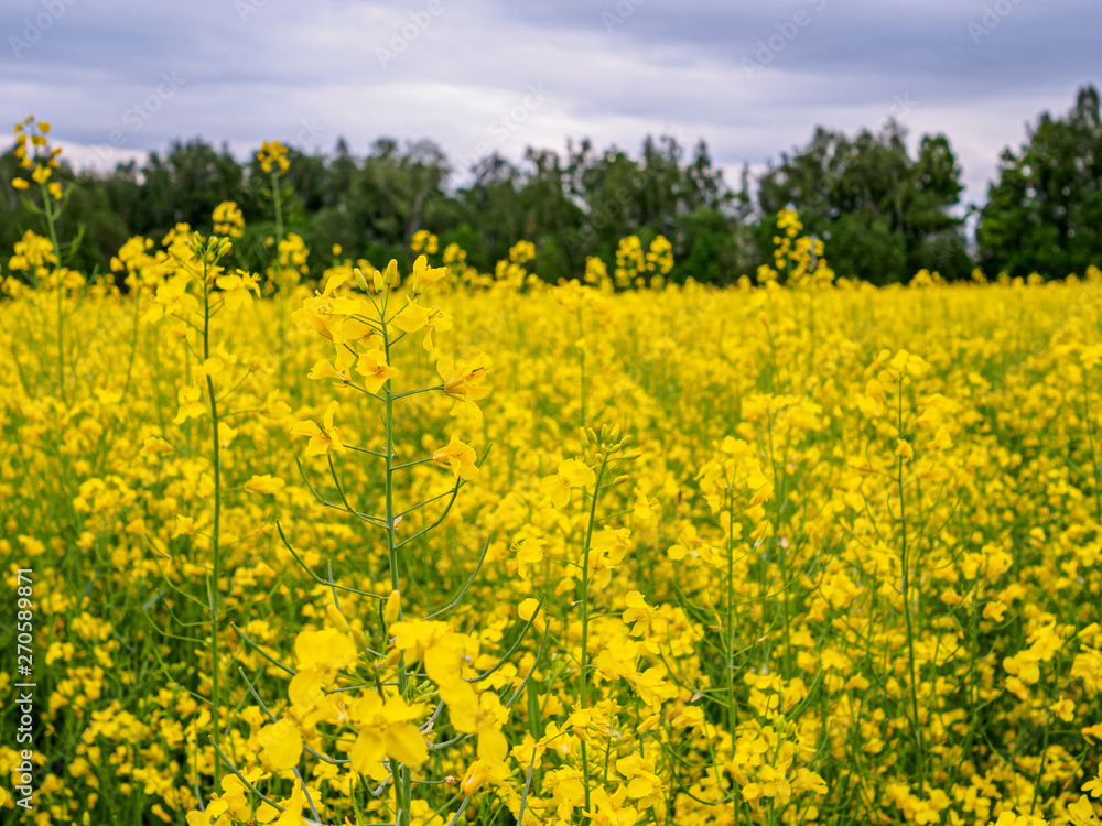 Bright yellow blooming canola on a field with contrasting trees in the background. Agricultural culture of Russia Bright yellow blooming canola on a field with contrasting trees in the background. Agricultural culture of Russia
