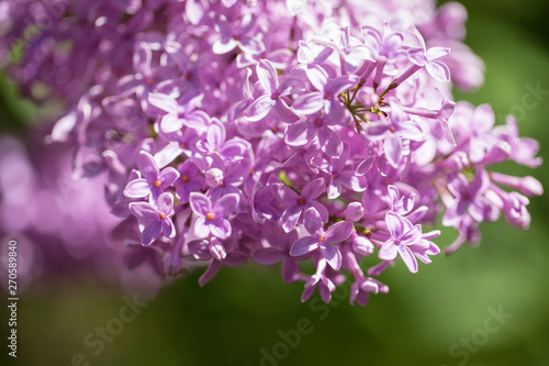 beautiful lilac bushes with a soft background. spring mood © coffeemill