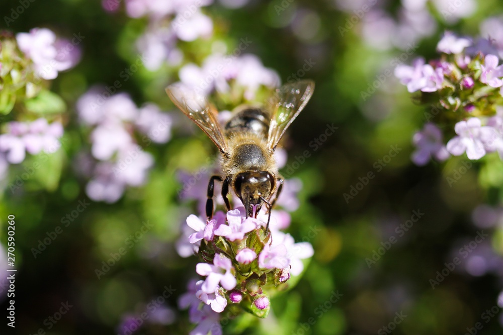Makro close up of blooming thyme bush (thymus vulgaris) with isolated bee pollinating Makro close up of blooming thyme bush (thymus vulgaris) with isolated bee pollinating
