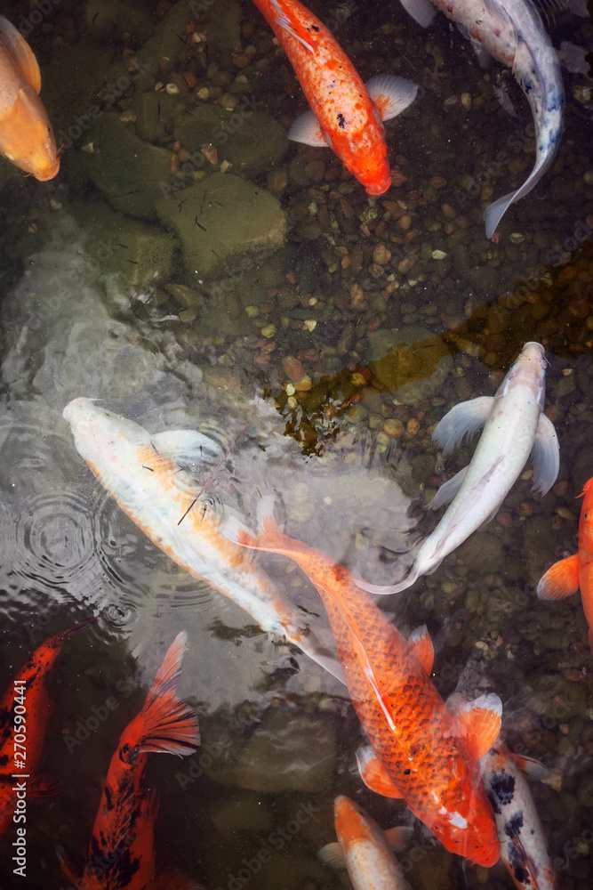 big beautiful fish swim in a pond with water lilies, a quiet beautiful place to relax big beautiful fish swim in a pond with water lilies, a quiet beautiful place to relax