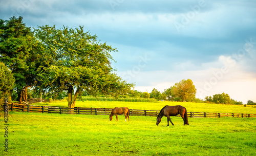 Two horses grazing on a farm in Central Kentucky © Alexey Stiop