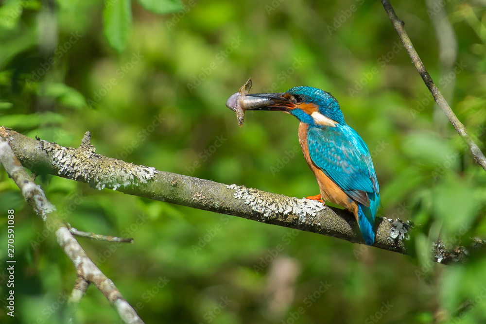 Fototapeta premium Kingfisher on a branch in Sweden
