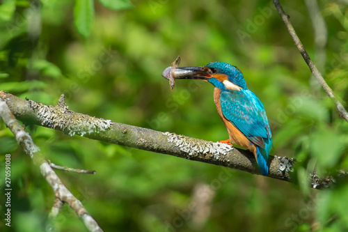 Kingfisher on a branch in Sweden