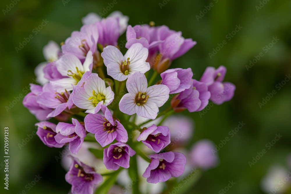 wild plants and the awakening of nature in spring wild plants and the awakening of nature in spring