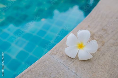 Close up White Plumeria flower on the pool edge with blue water background and copy space.