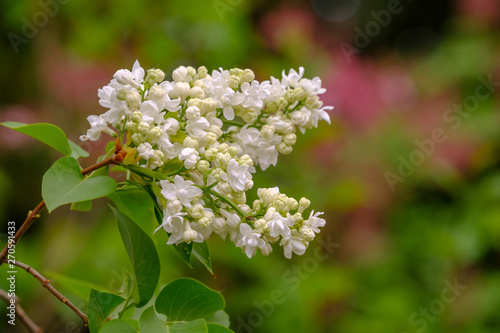 Blüte von Weißem Flieder (Syringa vulgaris)