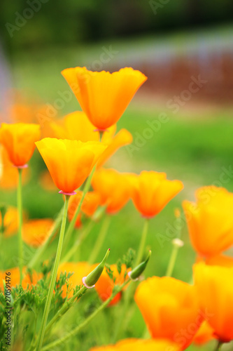 Blooming flower poppy with green leaves  living natural nature