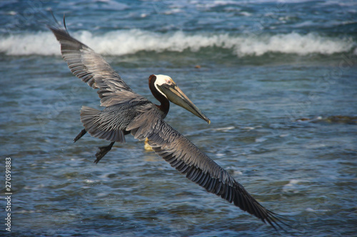 pelicans on the beach