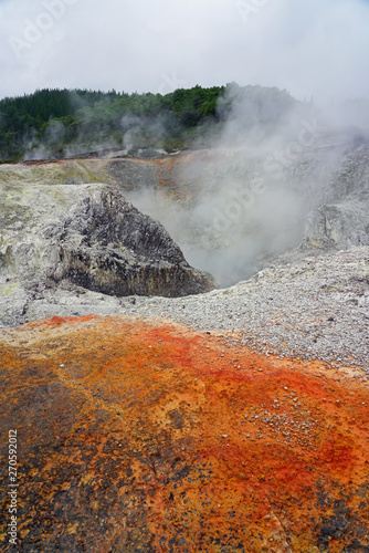 Geothermal craters in the forest in the Waiotapu area of the Taupo Volcanic Zone in New Zealand