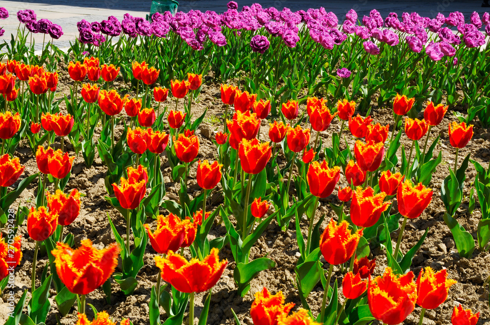 beautiful flowerbed of colorful tulips on a sunny day outdoors beautiful flowerbed of colorful tulips on a sunny day outdoors