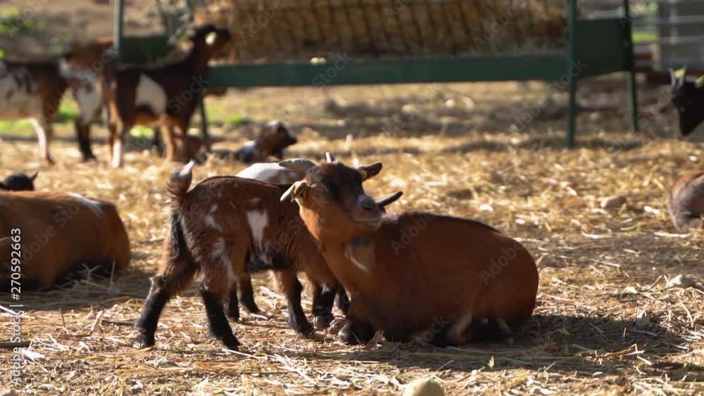 Two pesky little baby goats attempt to suck suckling (nursing) on momma goat udder, very insistent persistent and aggressive tough, Funny look on momma goat face Two pesky little baby goats attempt to suck suckling (nursing) on momma goat udder, very insistent persistent and aggressive tough, Funny look on momma goat face