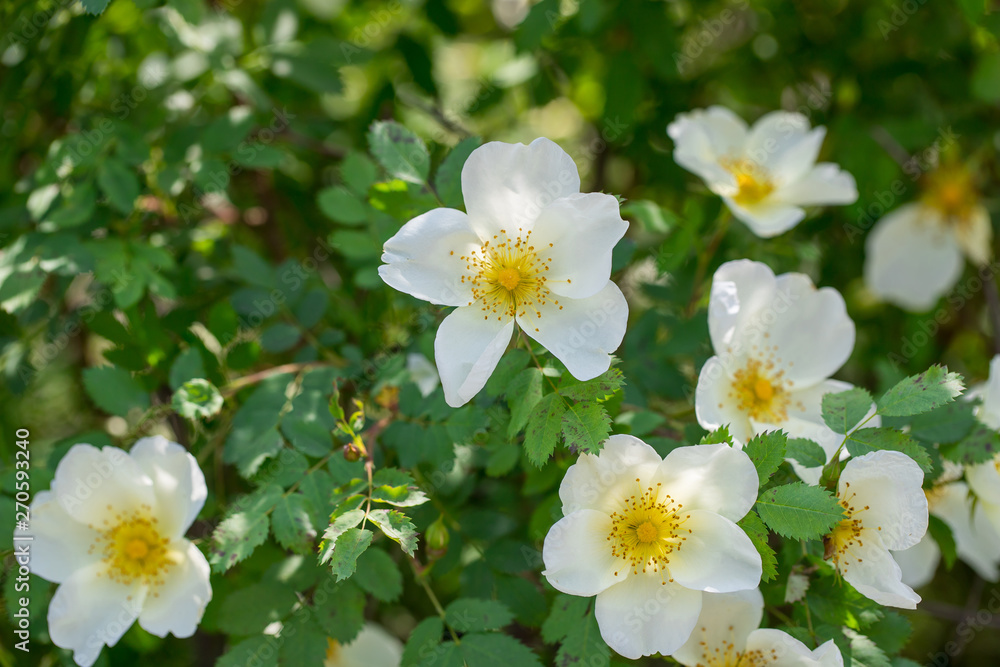 Obraz premium white flowers of wild rose