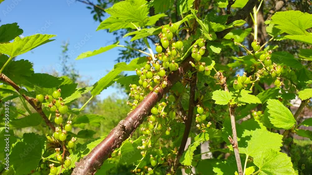 Green berries currant. Green berries on the currant bush. Green berries currant. Green berries on the currant bush.