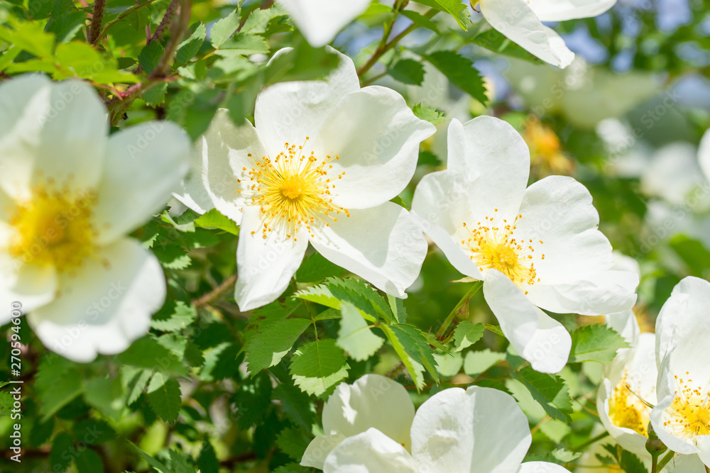 Obraz premium white flowers of wild rose