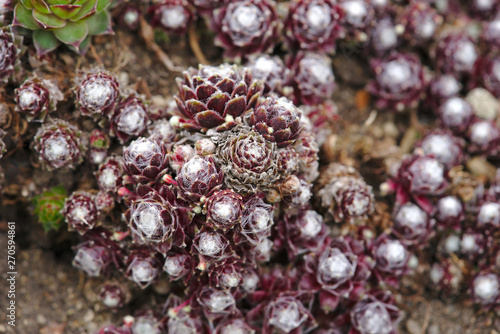 pousses de joubarbe hybride ou sempervivum de la famille des crassulaceae © Frederic Hodiesne