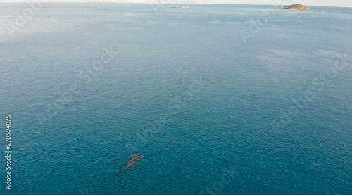 Aerial view of Whales  mother and son. Overhead perspective with ocean