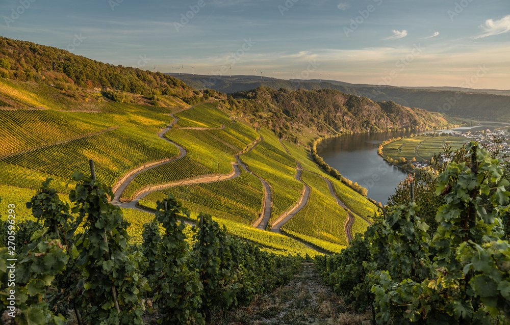 wineyards