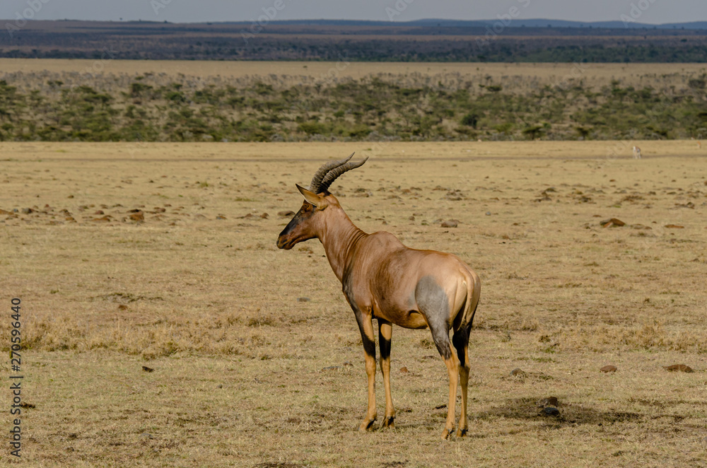 Close up of a Masai Mara Topi standing alone on the plains Close up of a Masai Mara Topi standing alone on the plains