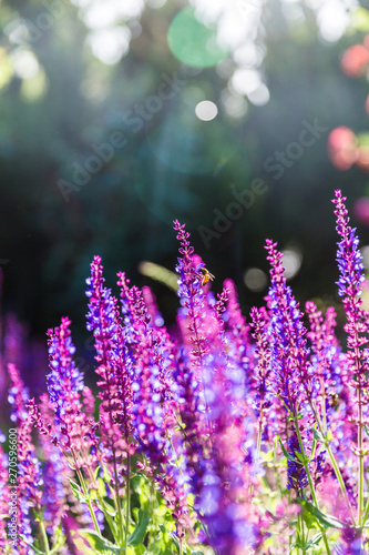 Outdoor spring, blooming lavender and bee , Salvia nemorosa © Jianyi Liu 