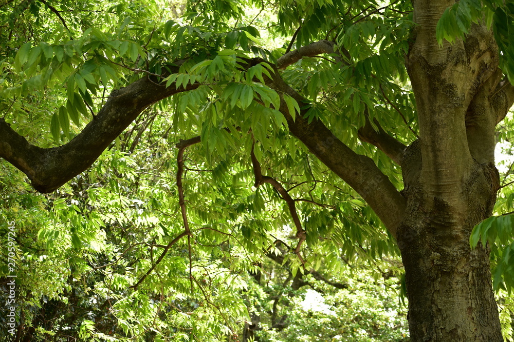 Fototapeta premium 新緑の癒し