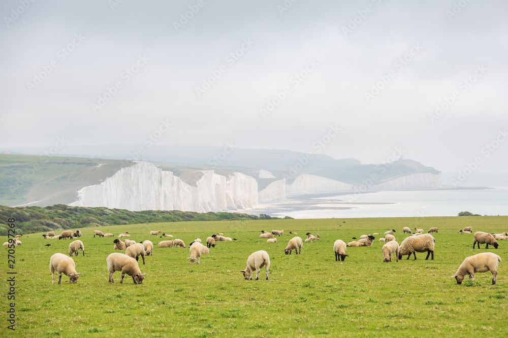 Fototapeta premium Seven Sisters National park, white cliffs, East Sussex, England