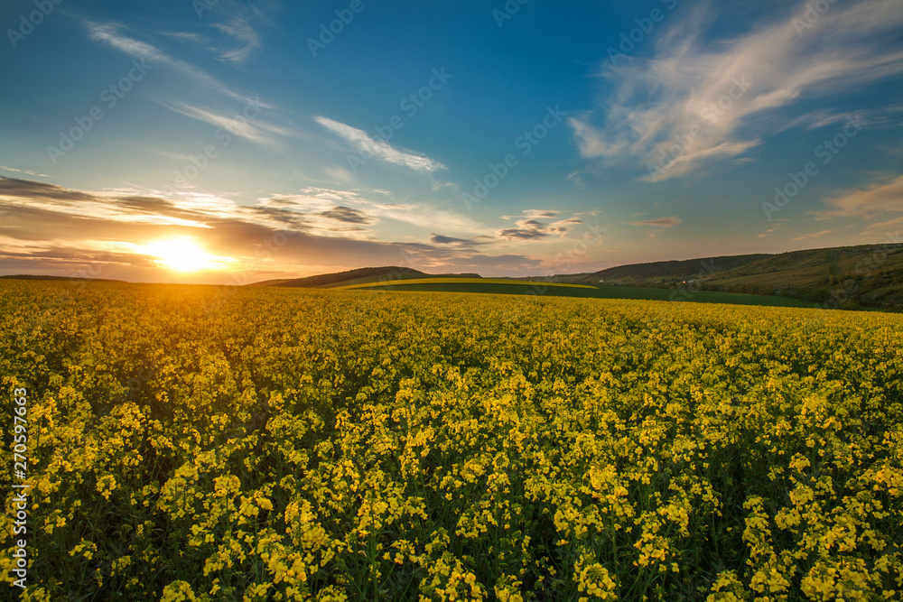 Blooming yellow fields of rapeseed  flowers in countryside at sunset sky