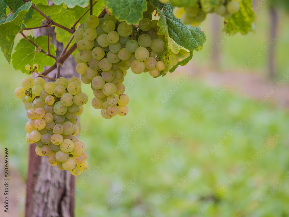 wine and grapes wine and grapes