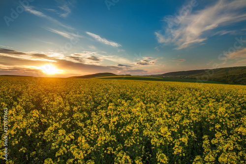 Fototapeta Naklejka Na Ścianę i Meble -  Blooming yellow fields of rapeseed  flowers in countryside at sunset sky