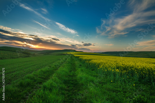 Blooming yellow fields of rapeseed flowers in countryside at sunset sky