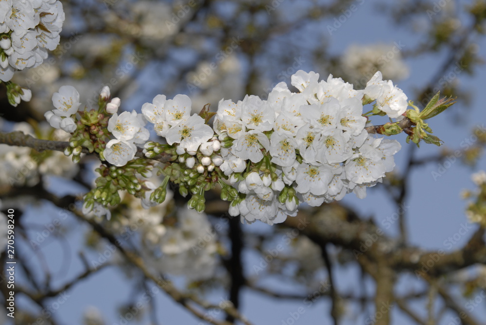 Blüte