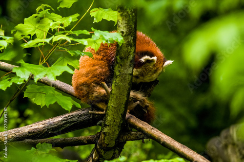 14.05.2019. Berlin, Germany. Zoo Tiagarden. The little red panda sits on branch licks and eats bamboo among greens. Rare and lovely animals.