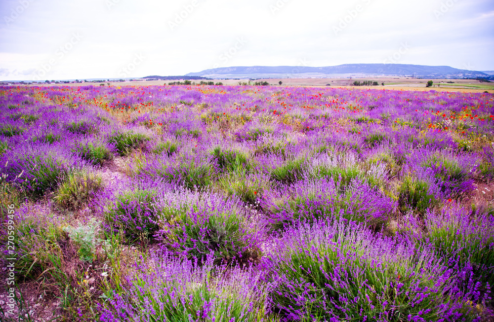 Naklejka premium Field with flowering lavender and poppies 