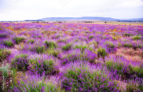 Field with flowering lavender and poppies 