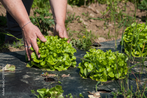 closeup of hand of woman picking a fresh salad in a field