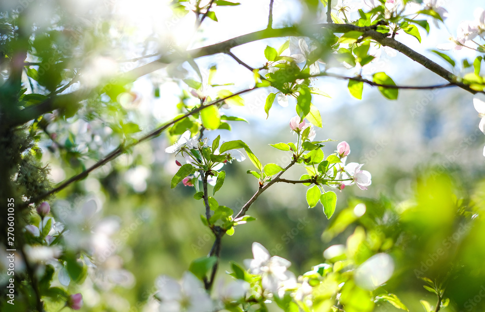 Blooming Apple tree branch on blurred background Blooming Apple tree branch on blurred background
