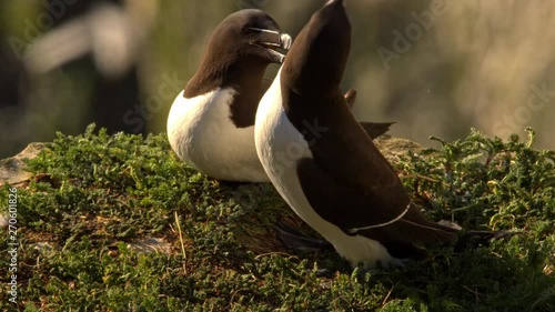 2 Razorbill preen each other in a loving fashion bathed by golden hour light at sunrise