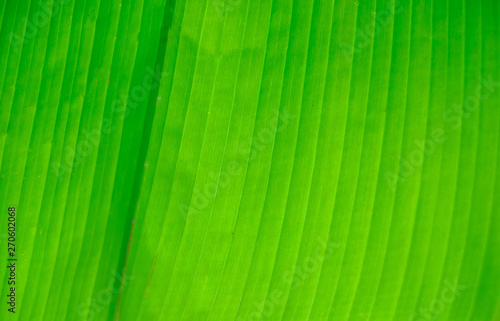 Palm leaf texture